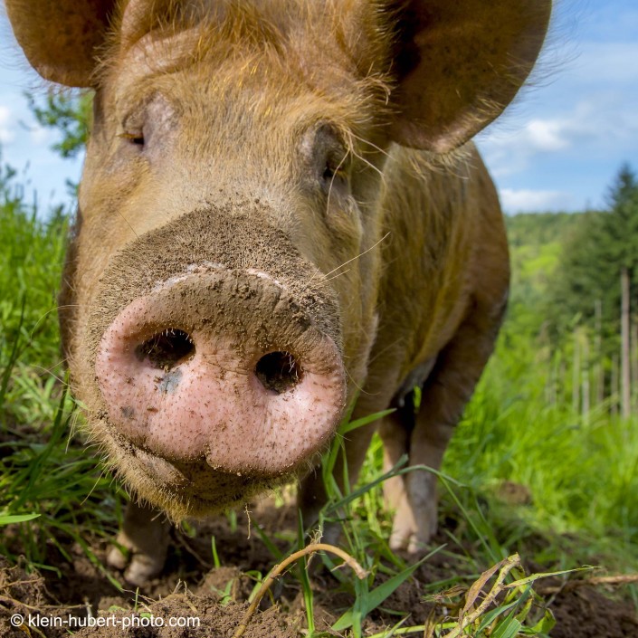 Cochon domestique - Domestic pig