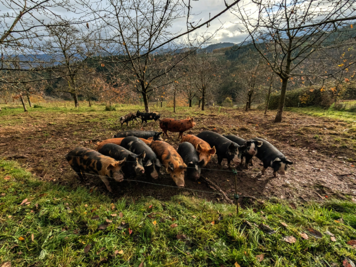 Dein Abschnittstext (2)